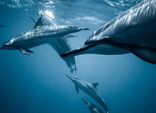 中超赛事直播-【意甲】拉比奥送点莫拉塔破门 尤文1比1佛罗伦萨